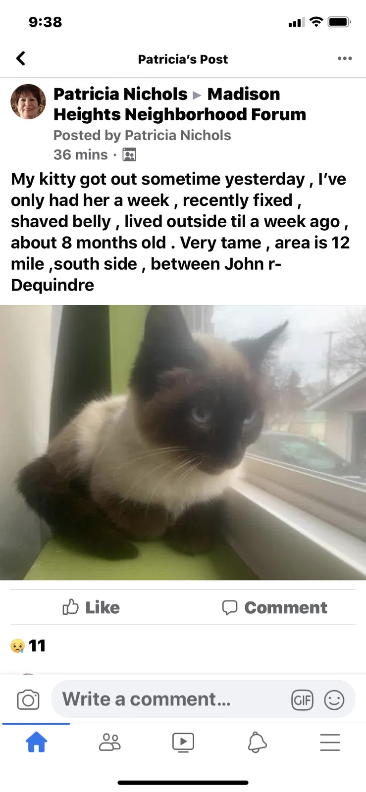 Lost cat in Madison Heights, MI, 48071
