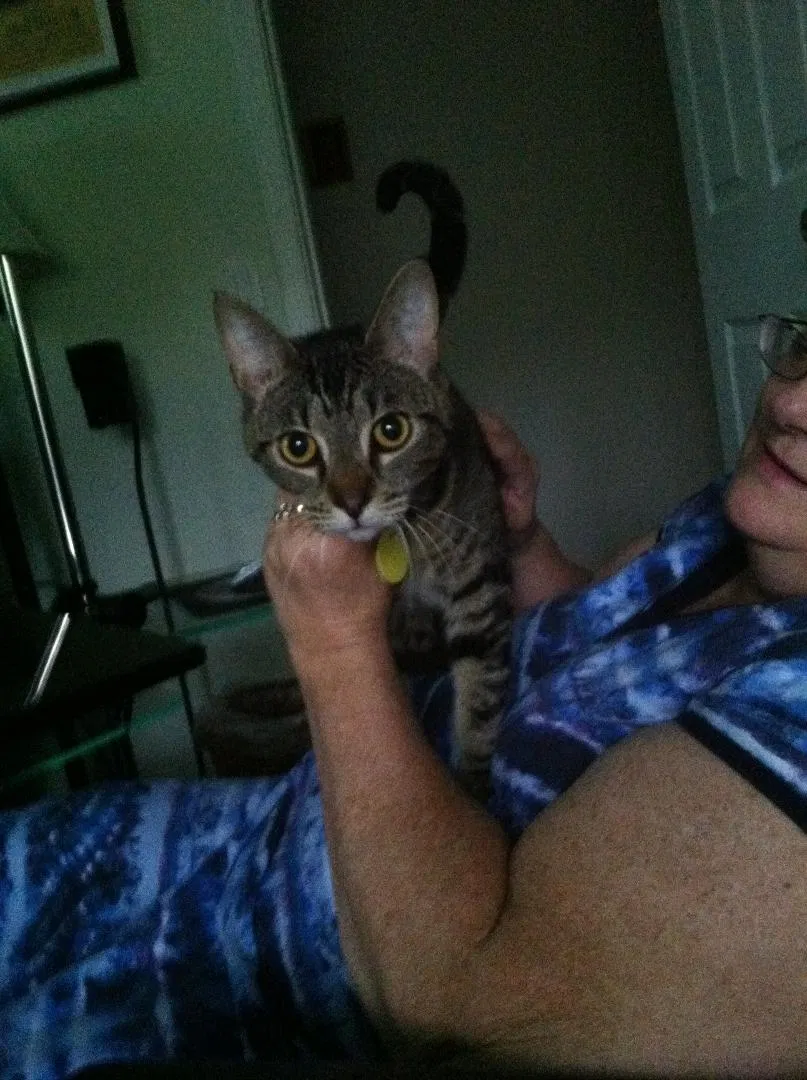 Lost cat in Kent, WA, 98042