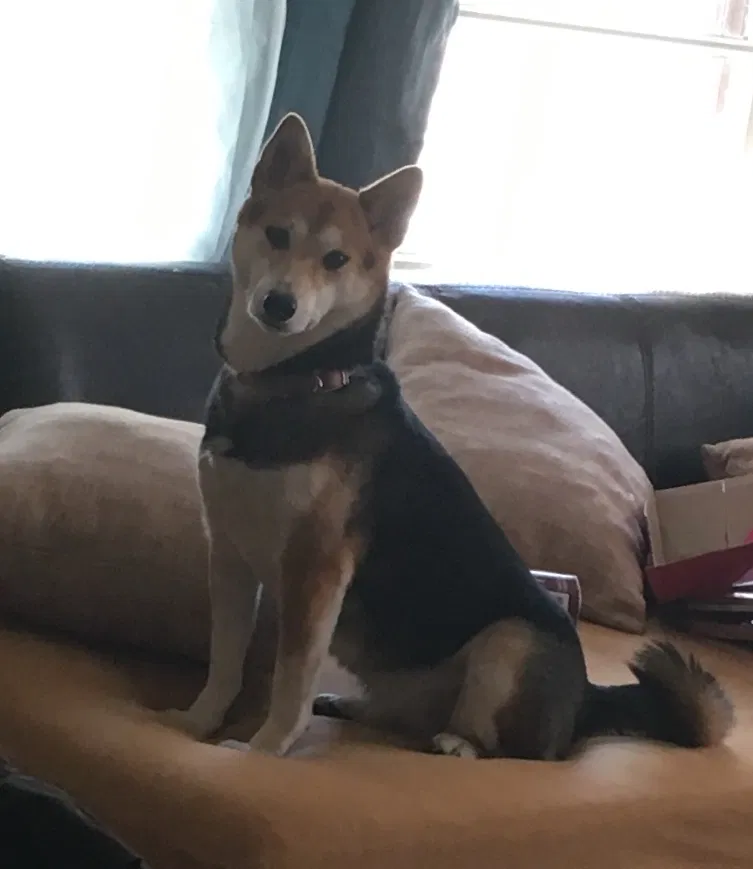 Lost dog in Wichita, KS, 67214