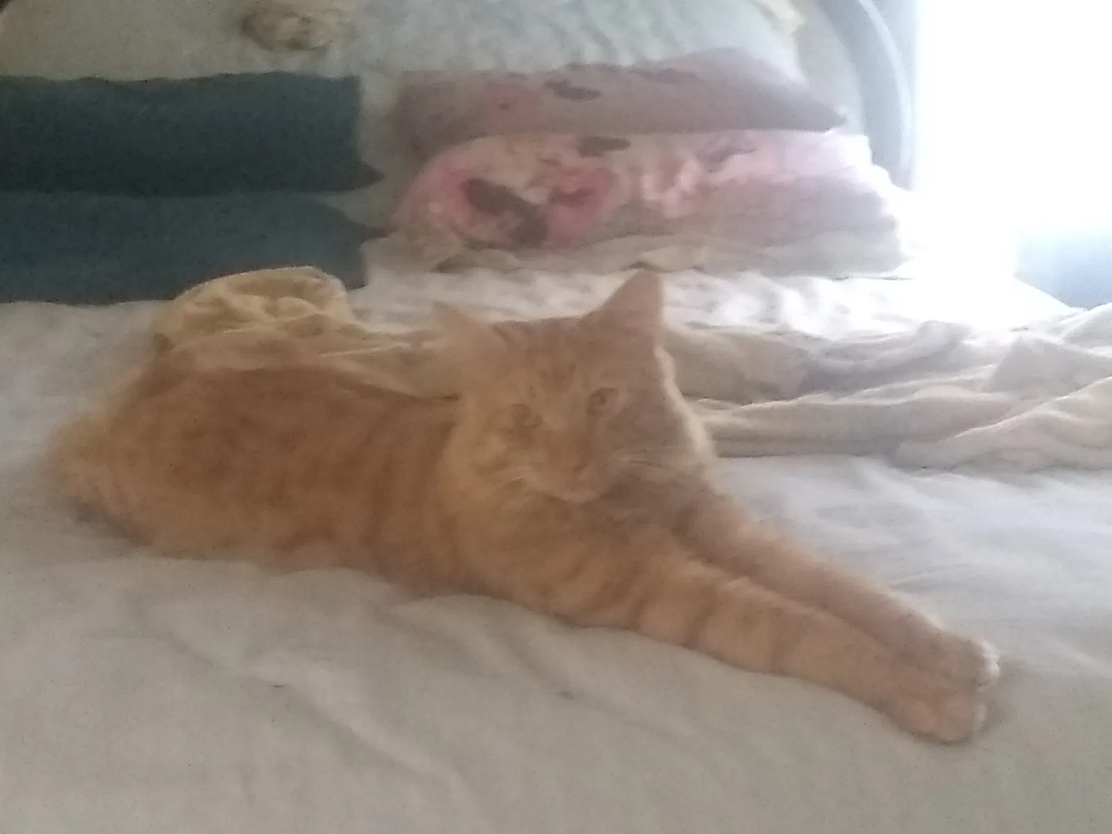 Lost cat in Pompano Beach, FL, 33065