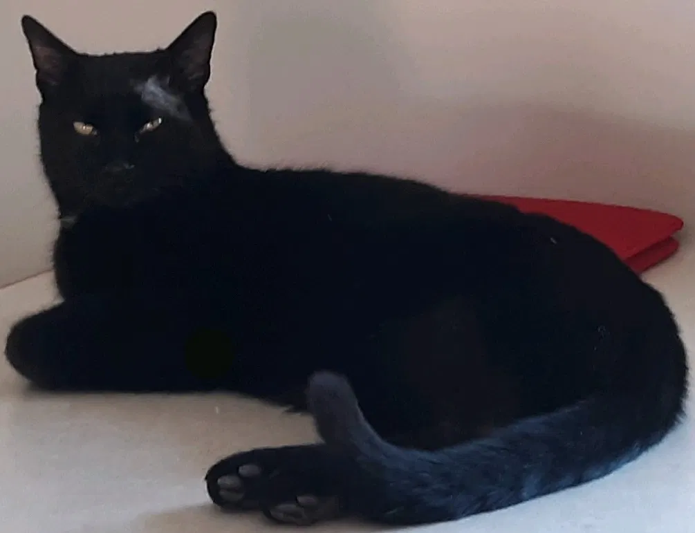 Lost cat in Mountain Home, AR, 72653