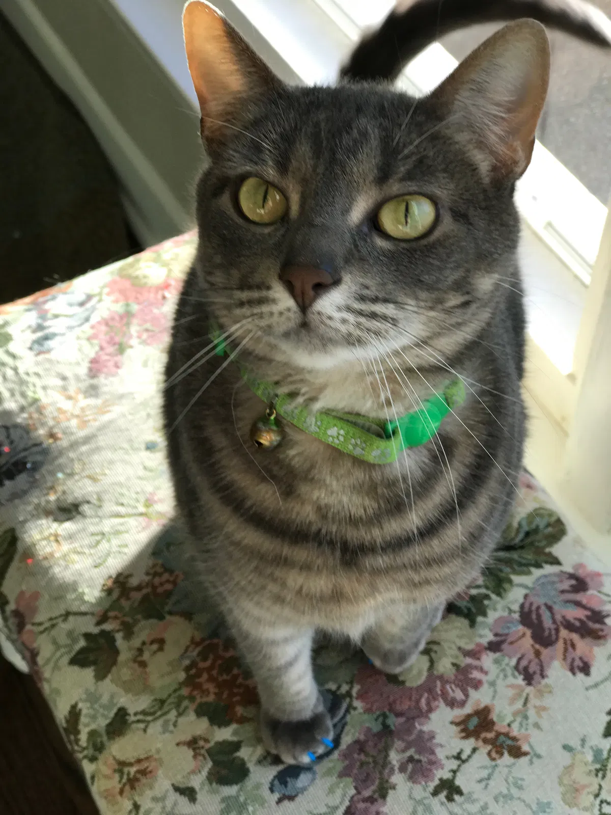 Lost cat in Arlington Heights, IL, 60004