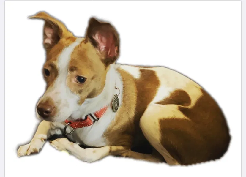 Lost dog in Minneapolis, MN, 55434