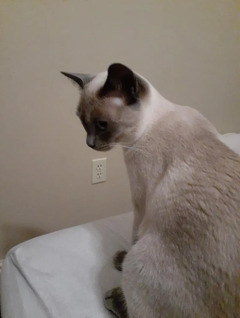 Lost cat in Lake Mary, FL, 32746