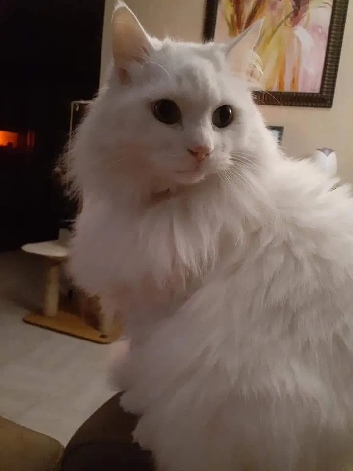Lost cat in Lawton, OK, 73505