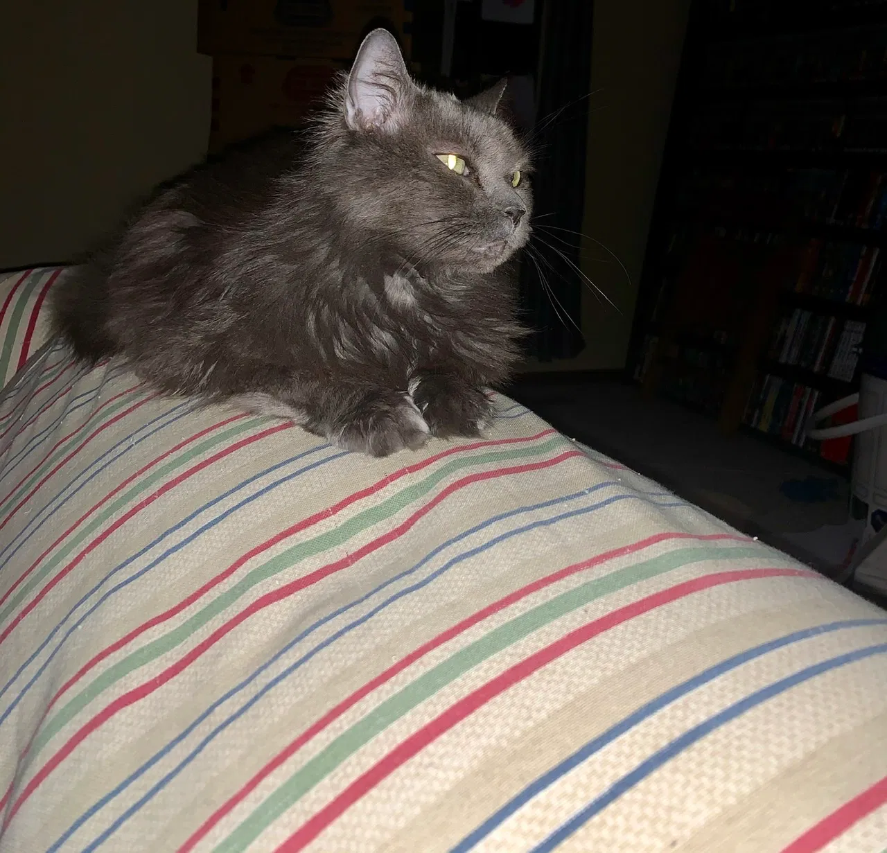 Lost cat in Dublin, OH, 43016
