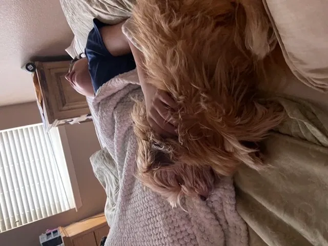 Lost dog in Fort Worth, TX, 76108