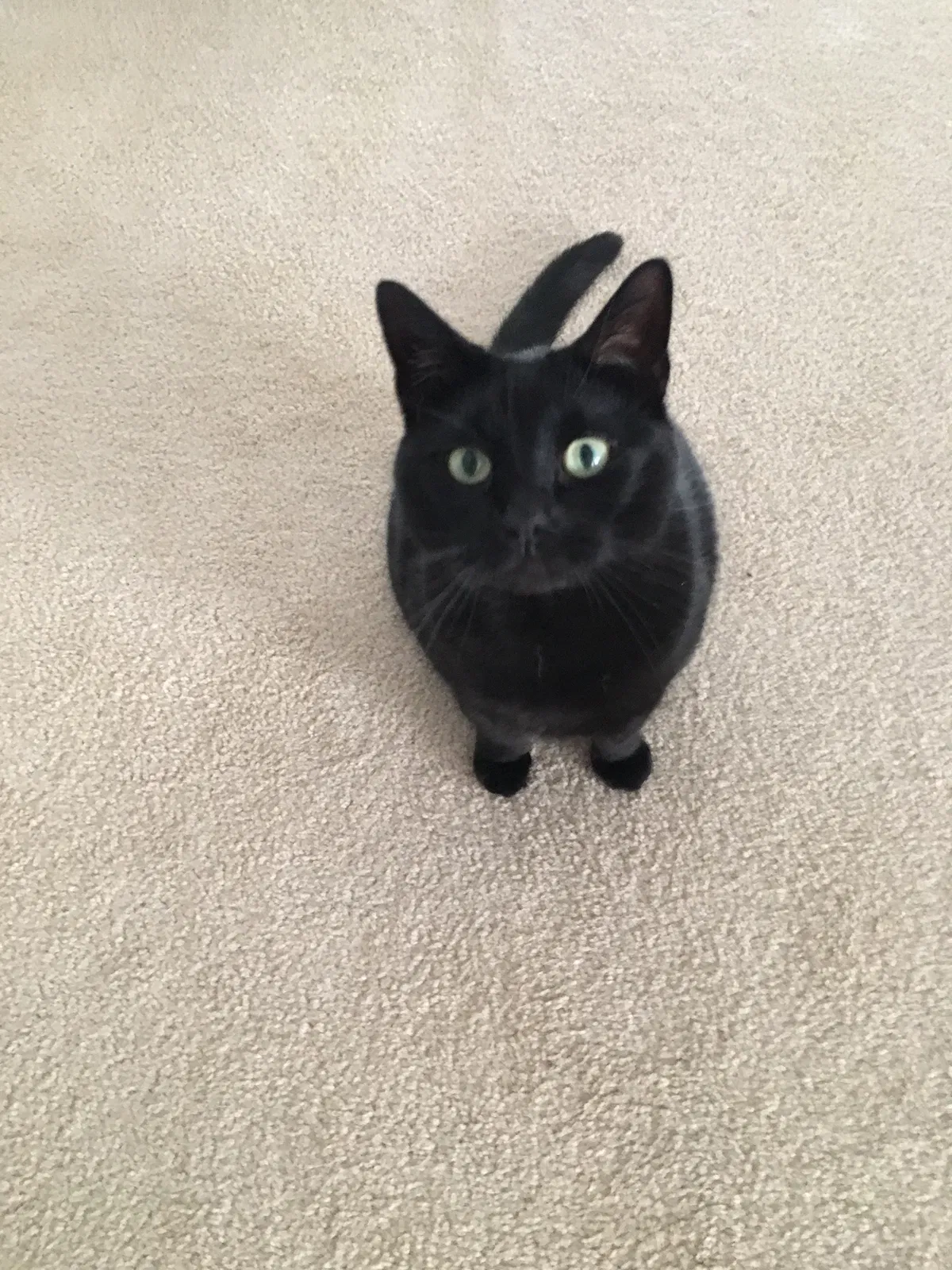 Lost cat in Hudson, FL, 34669
