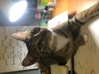 Lost cat in Orlando, FL, 32837