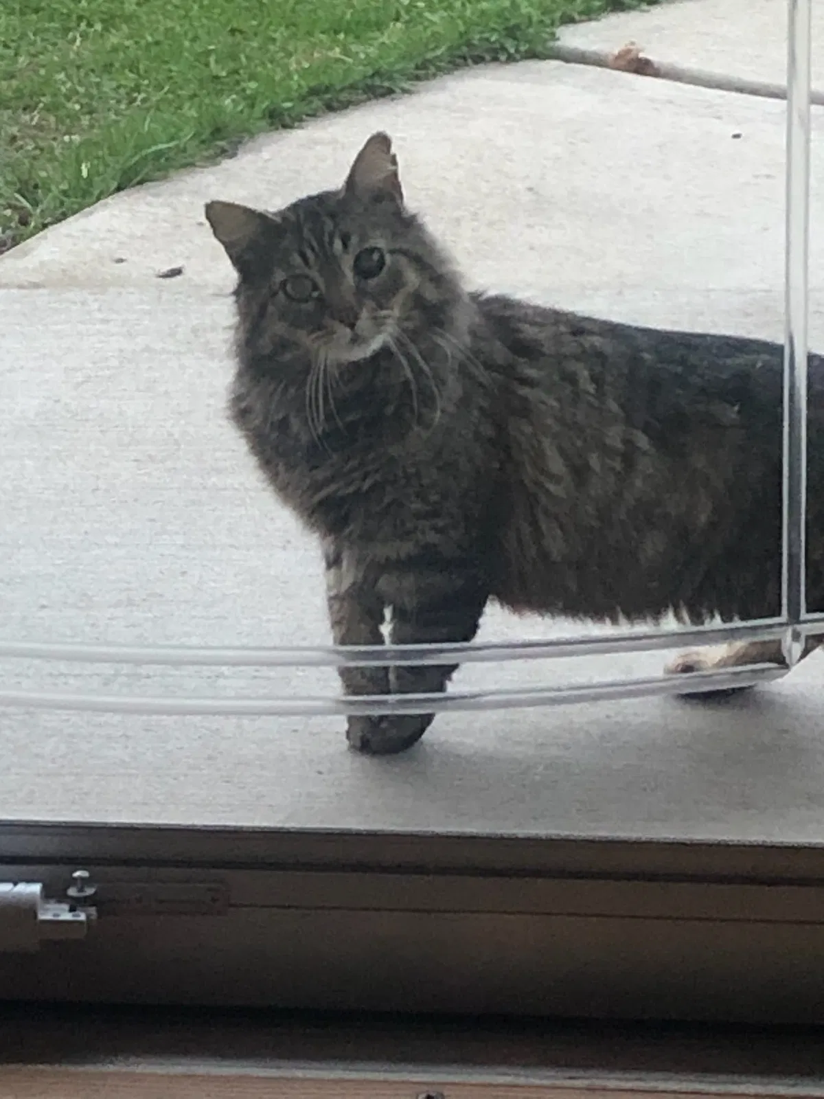 Lost cat in Park Ridge, IL, 60068