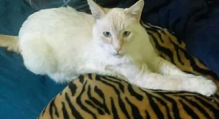 Lost cat in La Jolla, CA, 92092