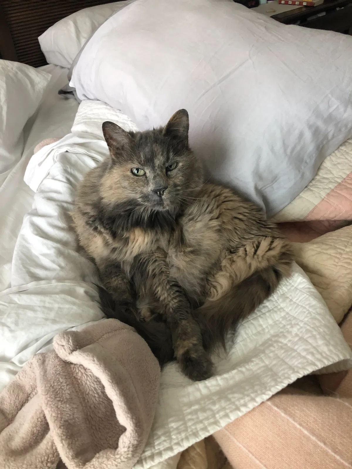 Lost cat in Littleton, CO, 80129