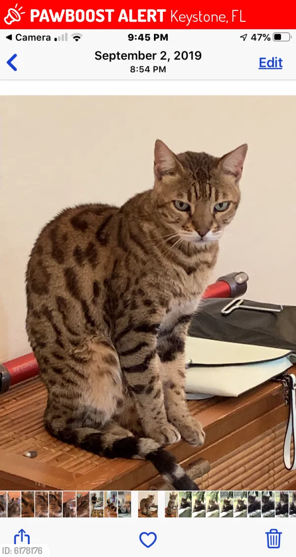 Lost cat in Odessa, FL, 33556