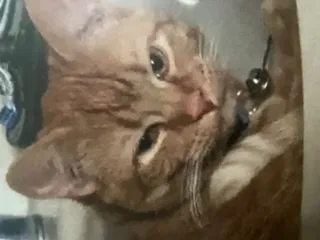 Lost cat in Aurora, CO, 80015