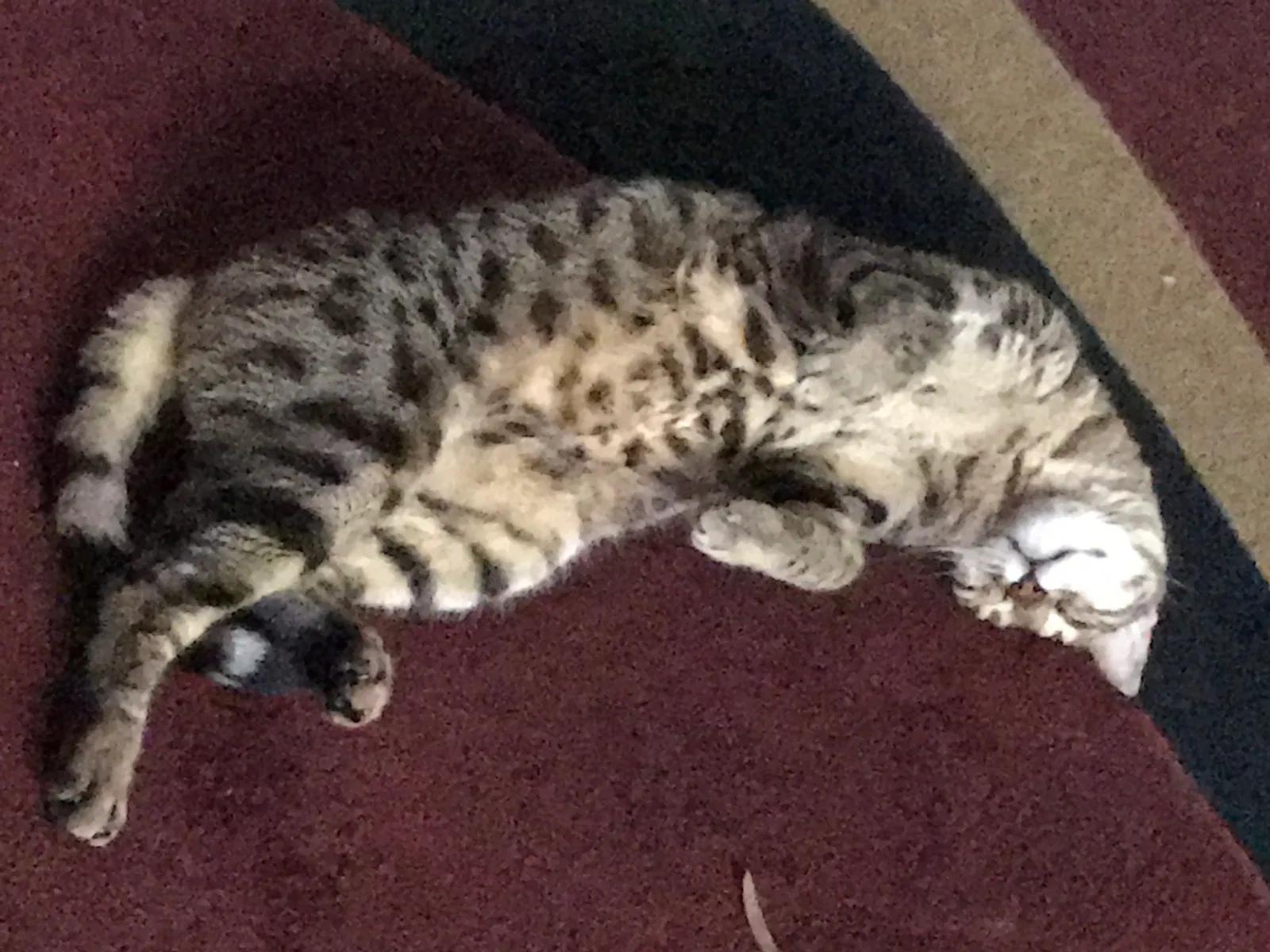 Lost cat in Odessa, FL, 33556
