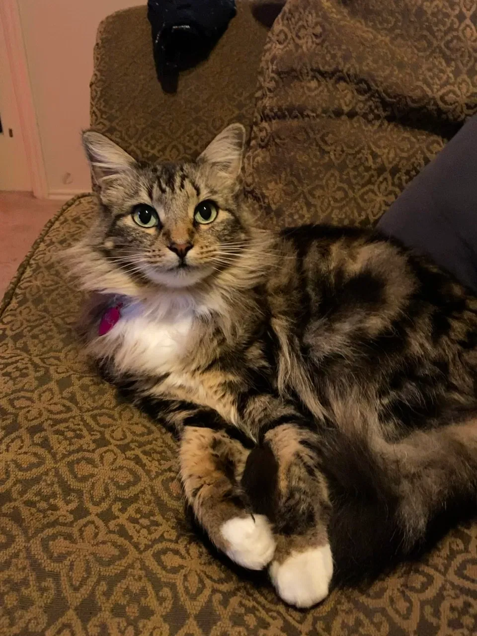 Lost cat in San Antonio, TX, 78254