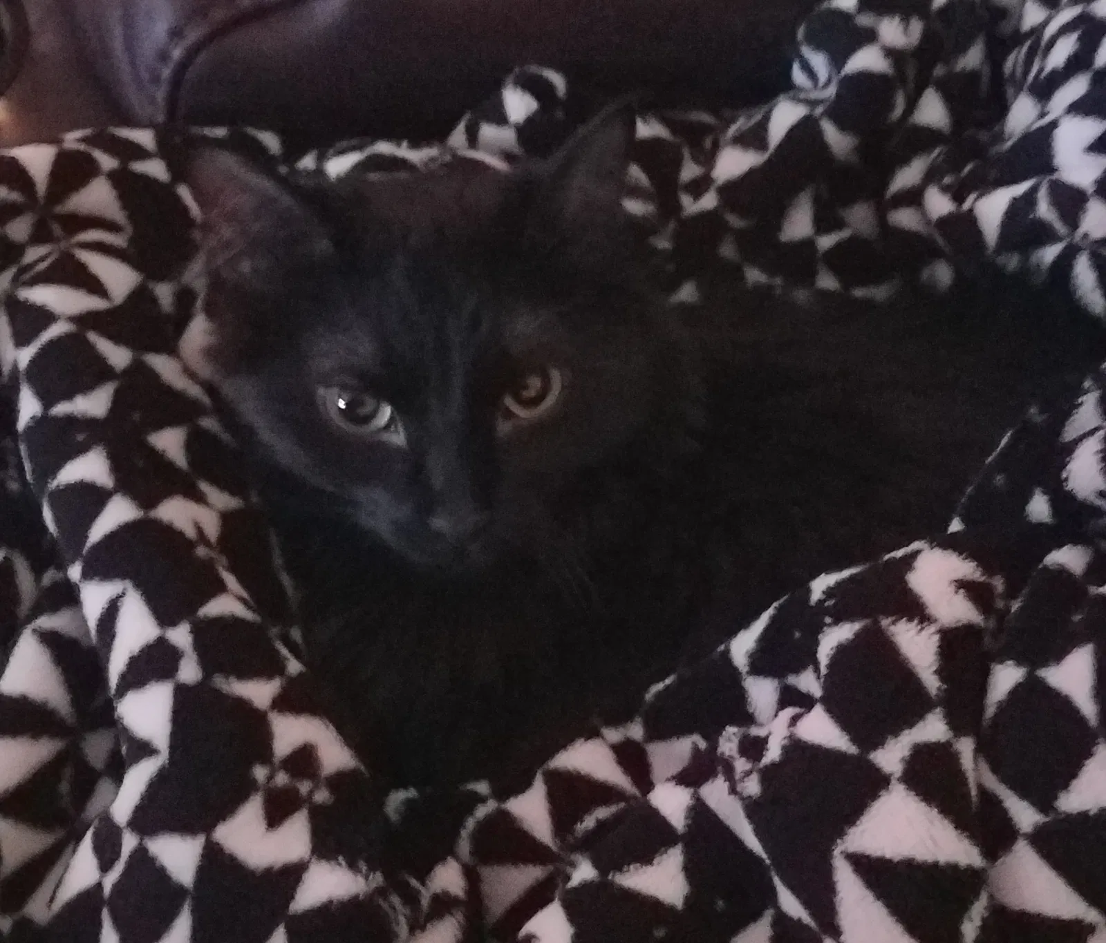 Lost cat in Denver, CO, 80260