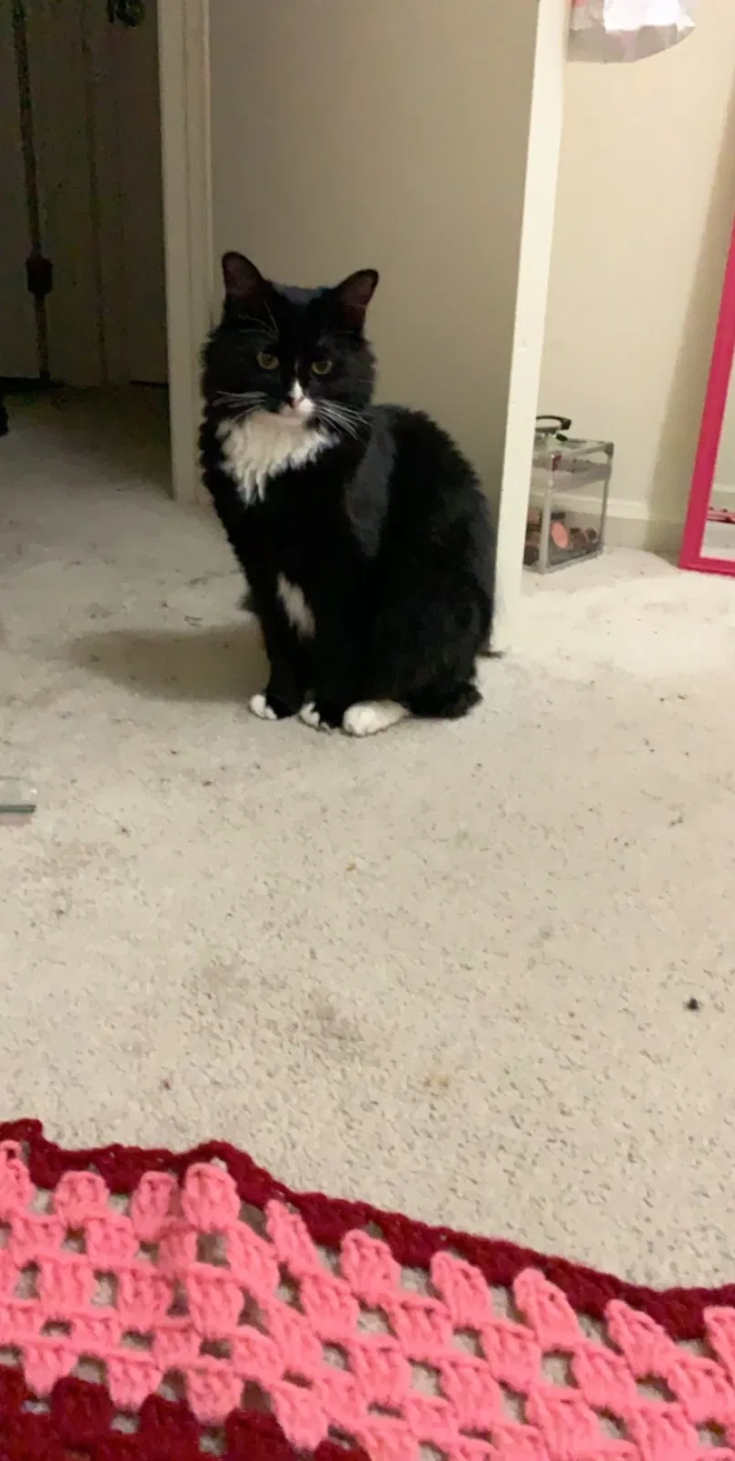 Lost cat in Newport News, VA, 23608