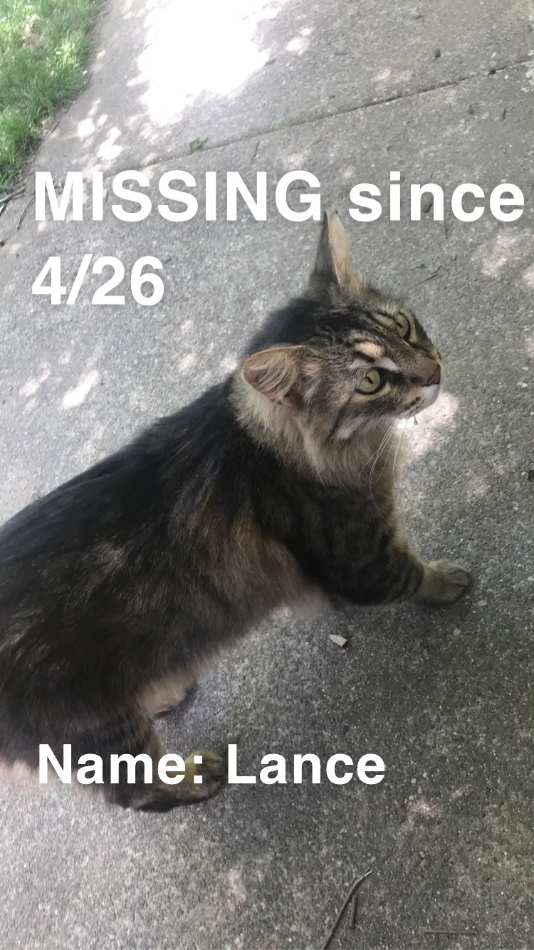 Lost cat in Sacramento, CA, 95825