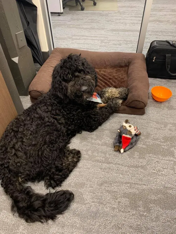 Lost dog in Ada, MI, 49301