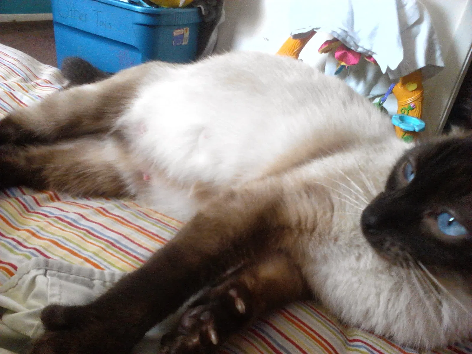 Lost cat in Cleveland, OH, 44135