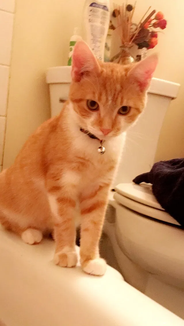 Lost cat in Fort Wayne, IN, 46803