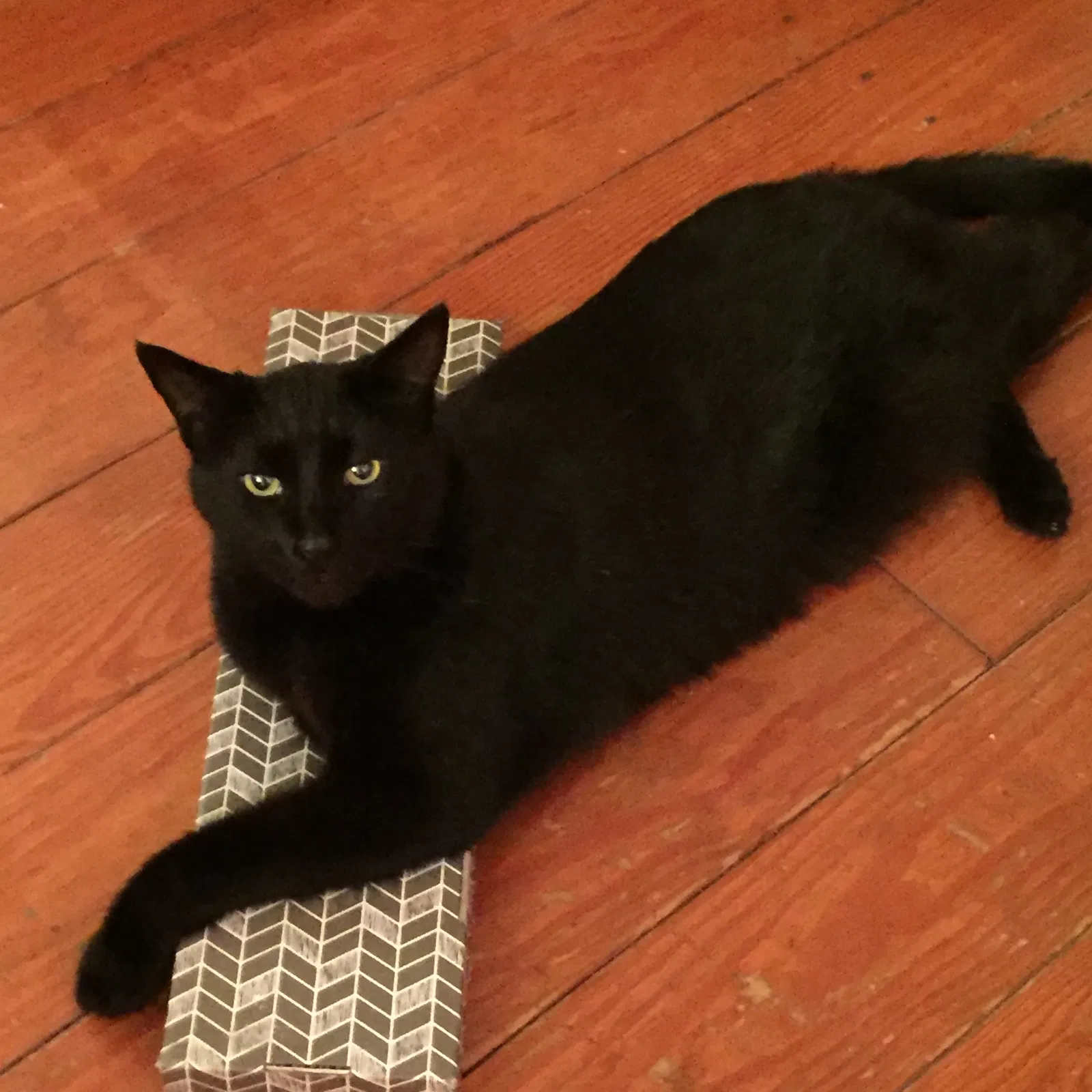 Lost cat in Williamsburg, VA, 23185