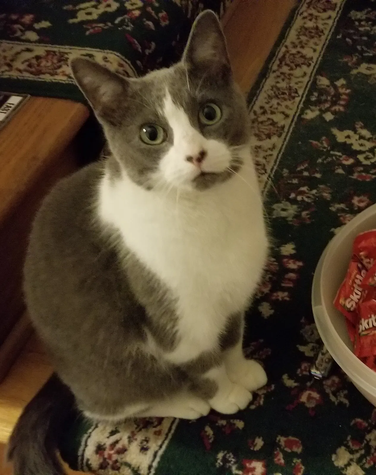 Lost cat in Virginia Beach, VA, 23456