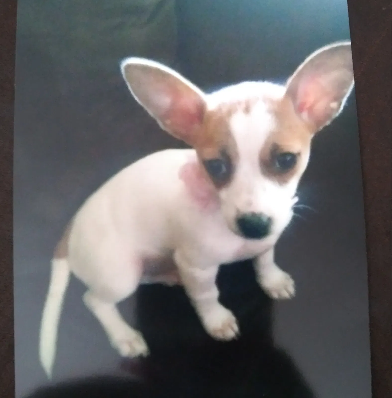 Lost dog in Vallejo, CA, 94589