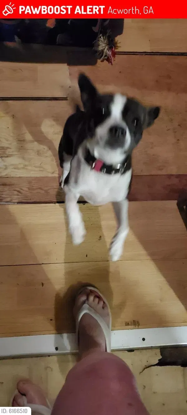 Lost dog in Acworth, GA, 30102