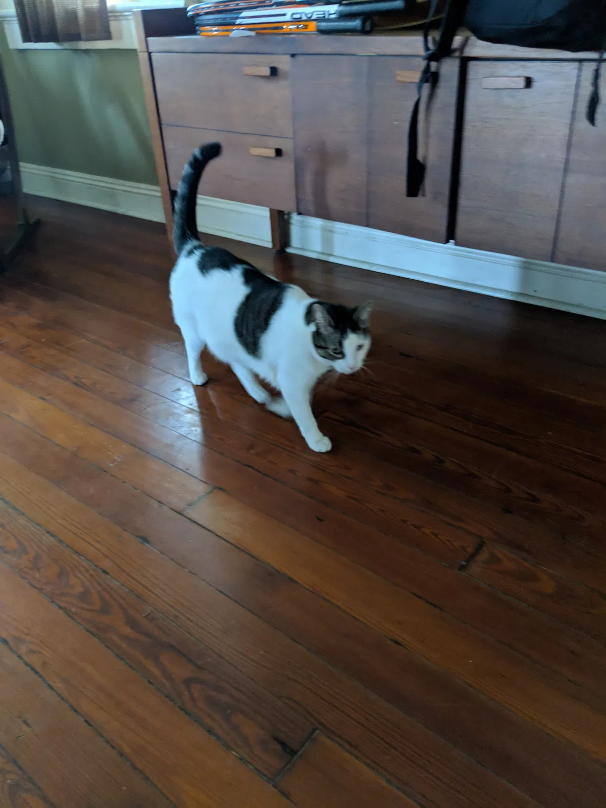 Lost cat in New Orleans, LA, 70115