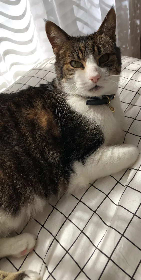 Lost cat in Sherwood, AR, 72120