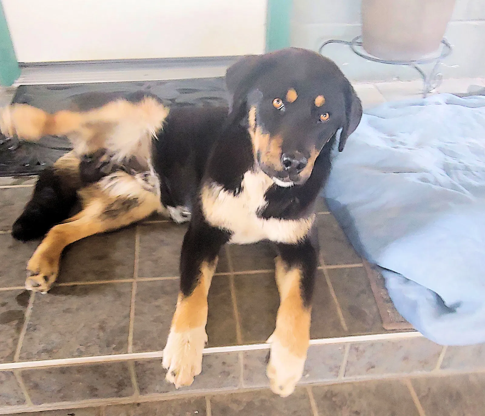 Found dog in Brewster, WA, 98812