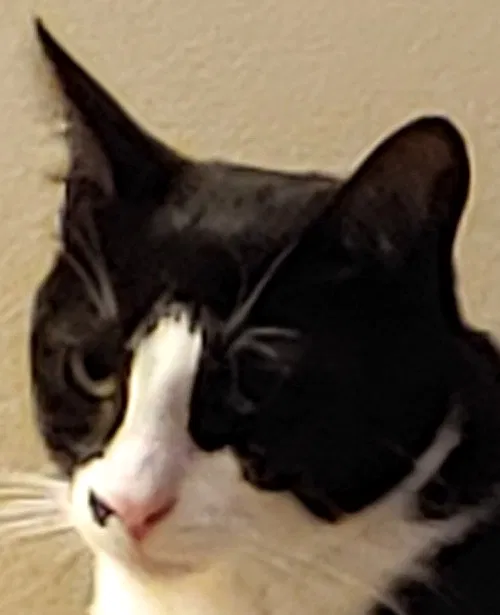 Lost cat in Cottage Grove, MN, 55016