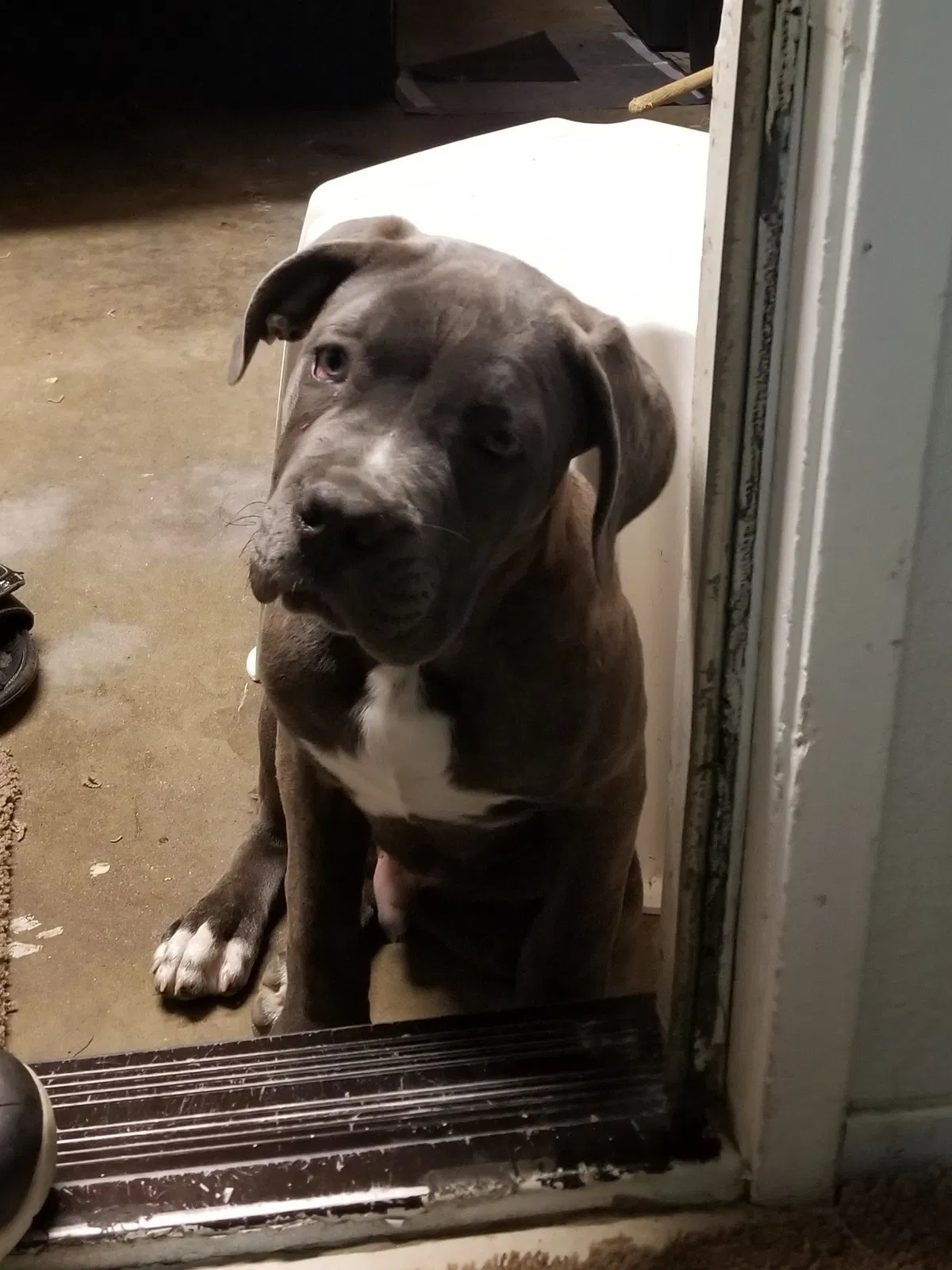 Lost dog in Sacramento, CA, 95838