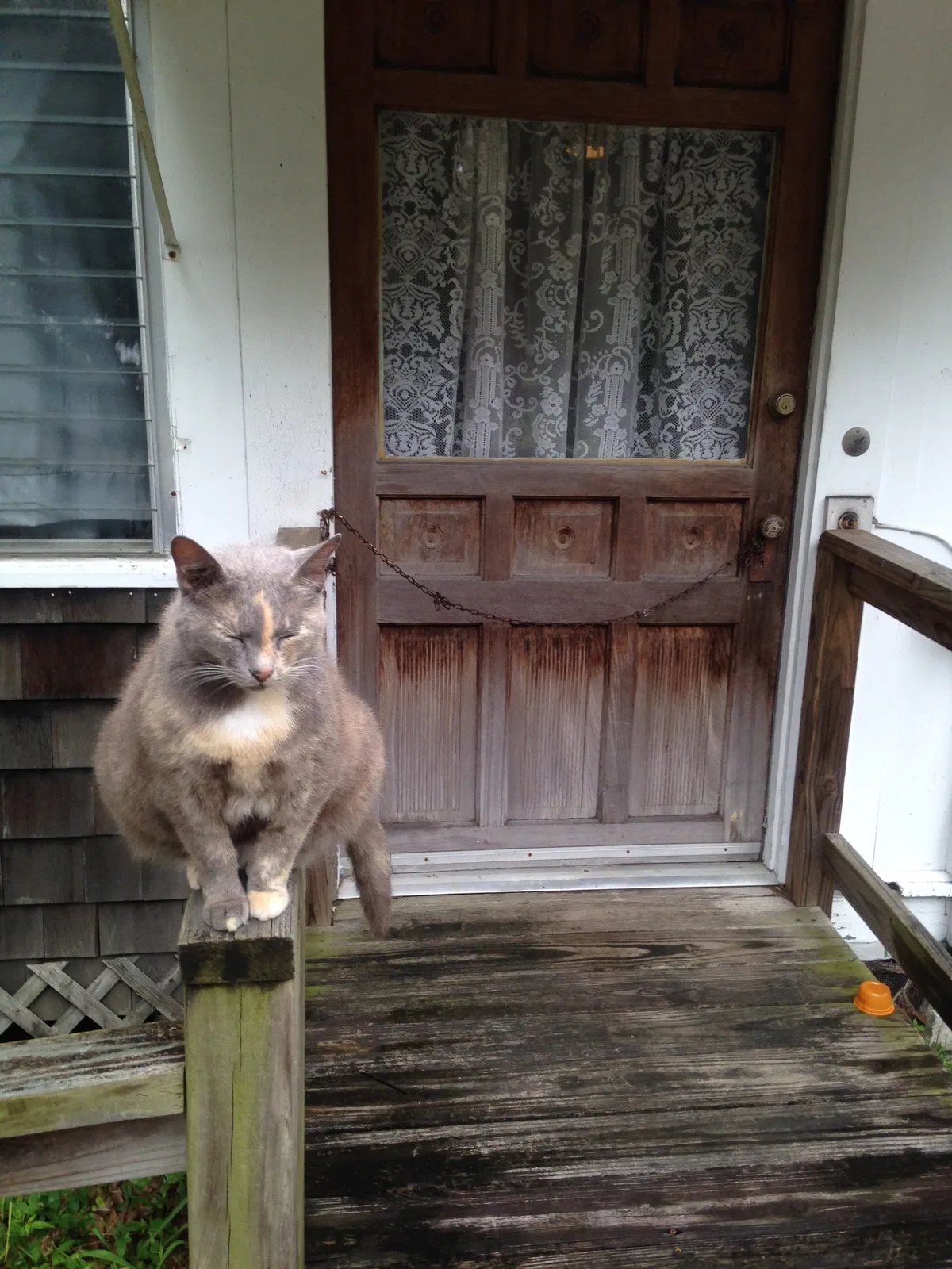 Lost cat in Ormond Beach, FL, 32174