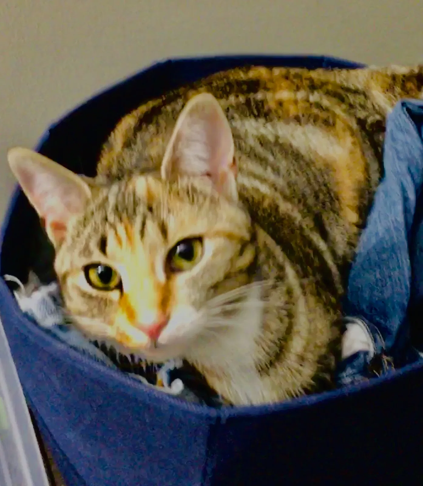 Lost cat in Lewisville, NC, 27023
