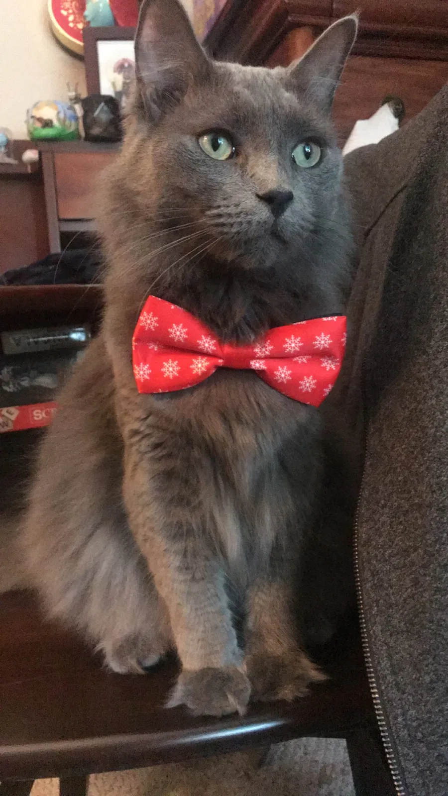 Lost cat in Cape Coral, FL, 33909