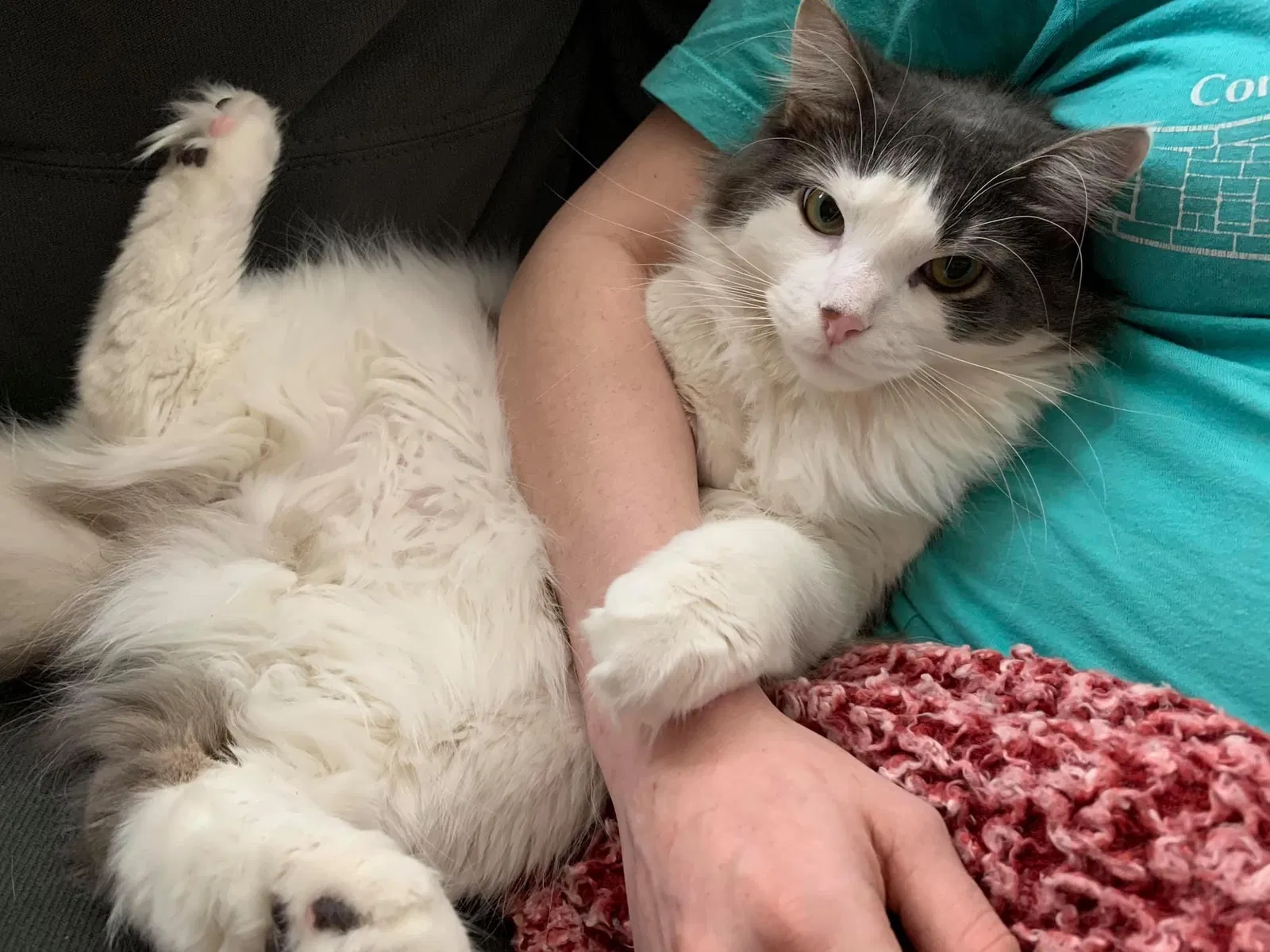 Lost cat in Holland, MI, 49423