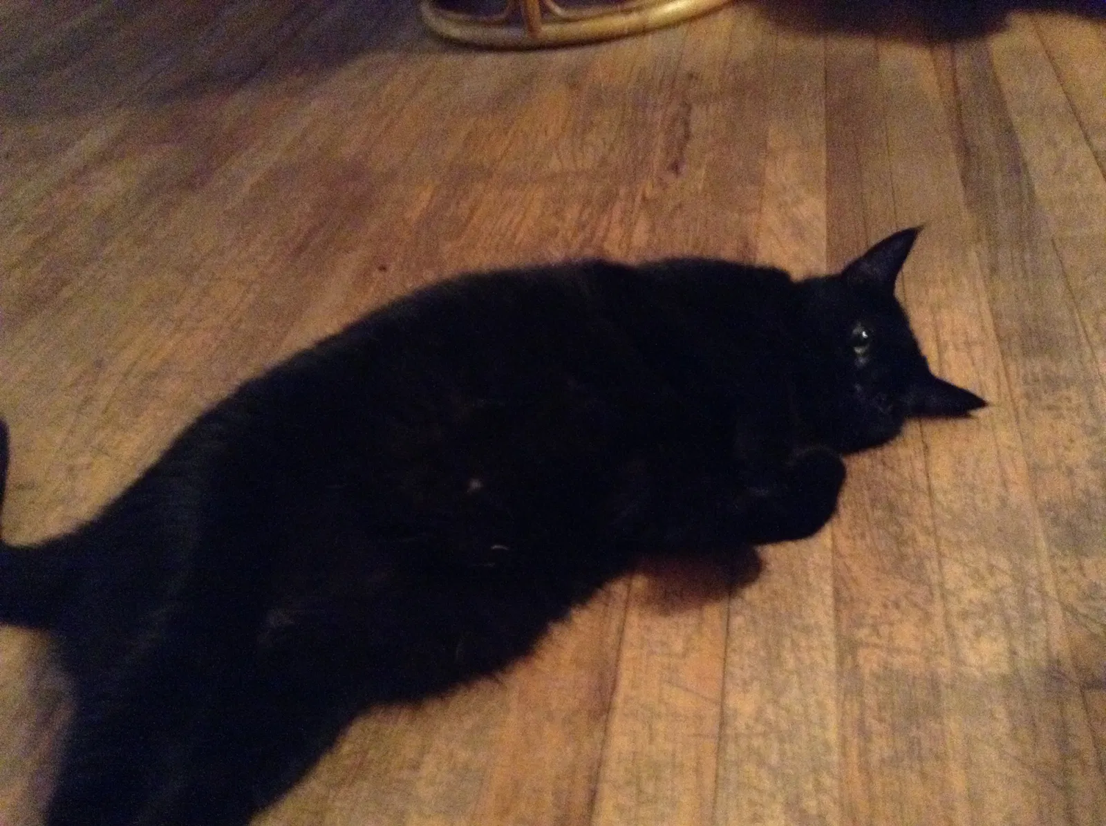Lost cat in Greenville, SC, 29615