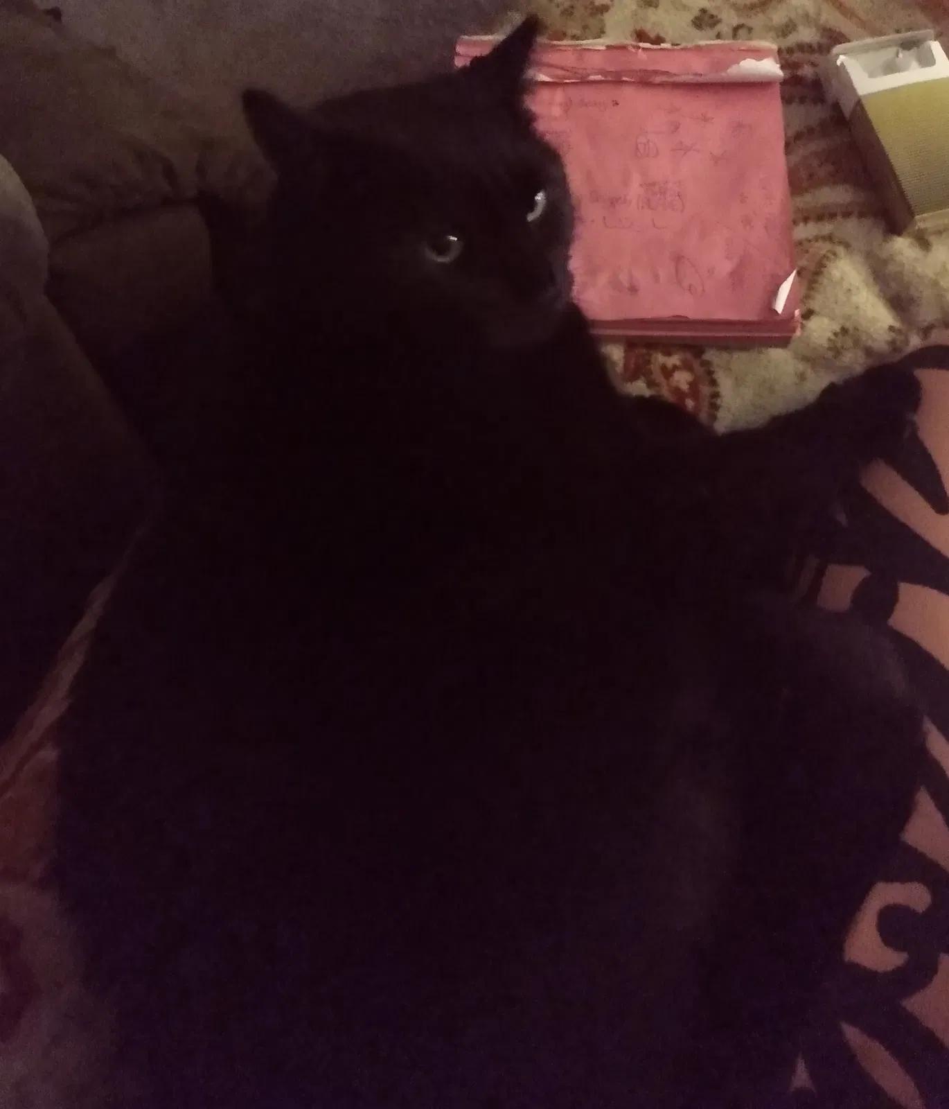 Lost cat in Easley, SC, 29642