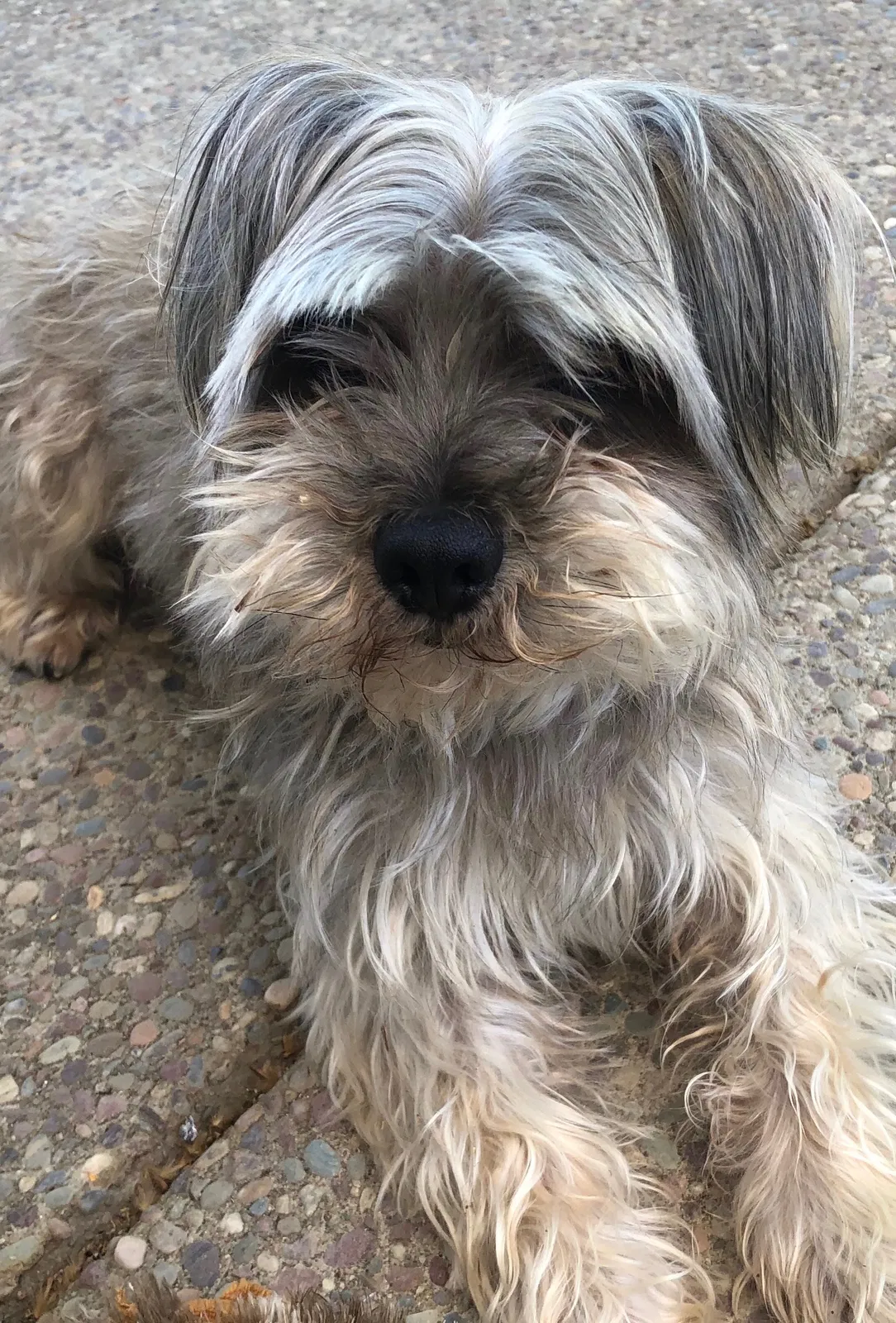 Lost dog in Antioch, CA, 94531