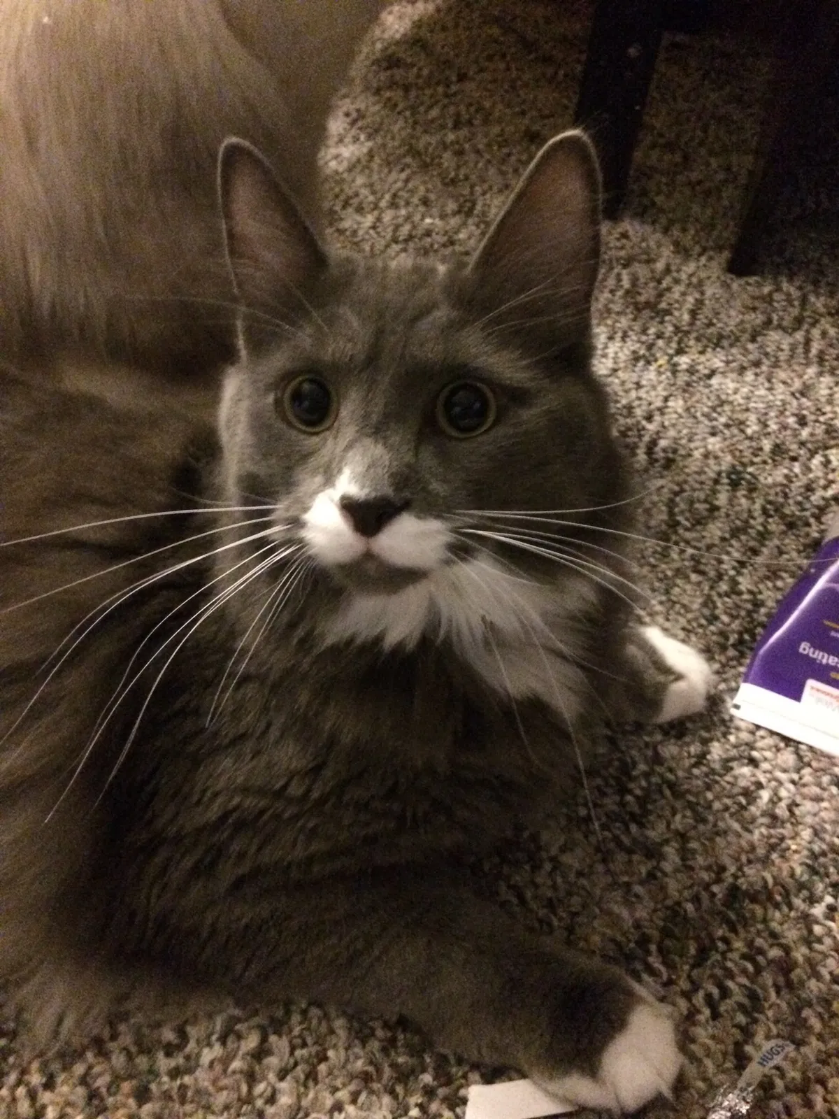 Lost cat in Bakersfield, CA, 93308