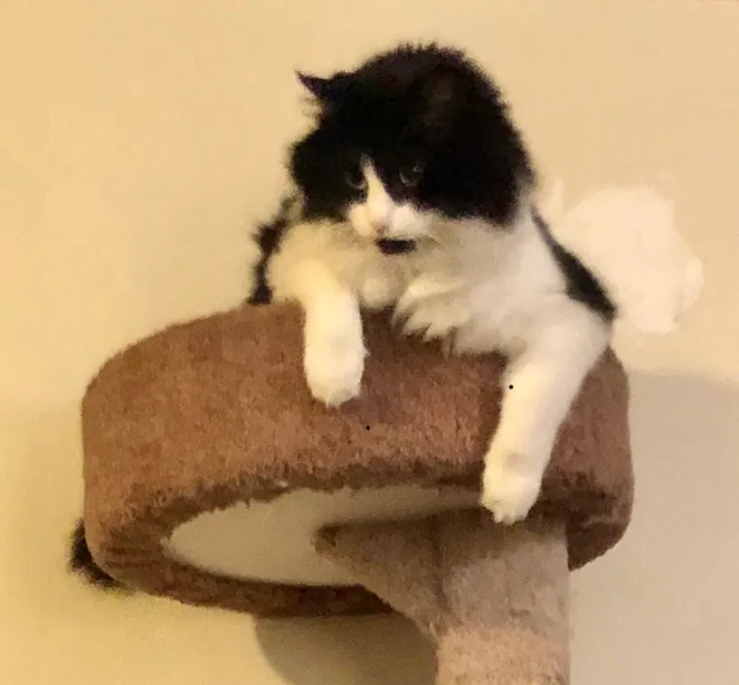 Lost cat in Spokane, WA, 99205