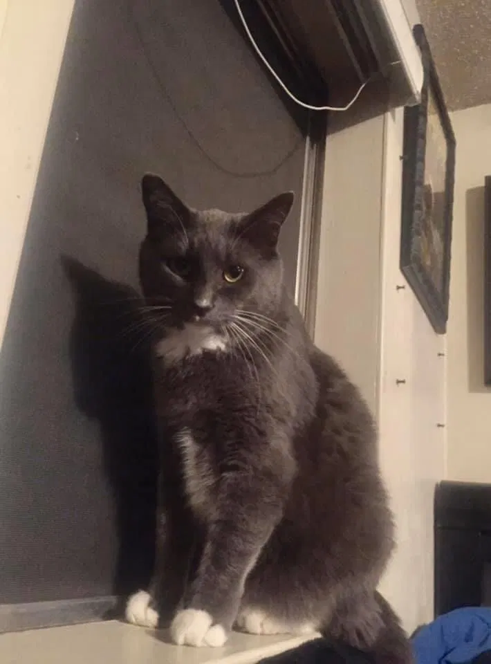 Lost cat in Reno, NV, 89502