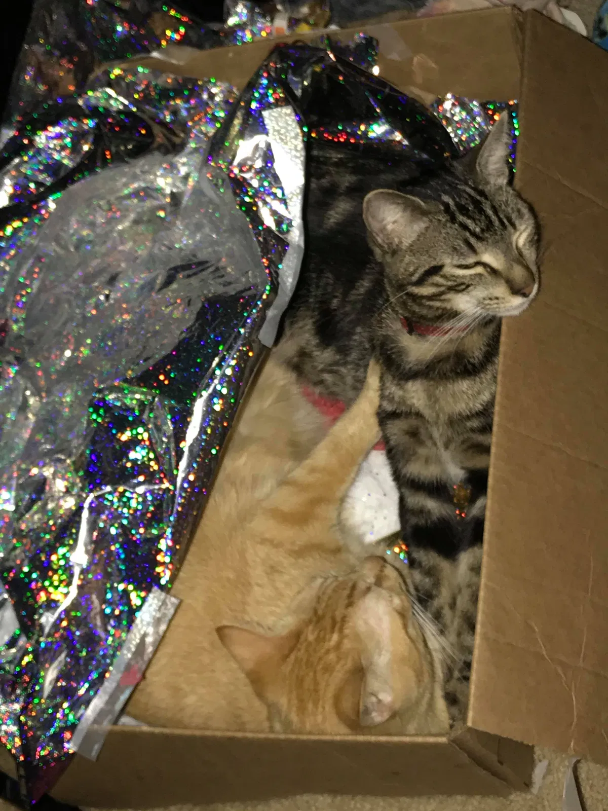 Lost cat in Austin, TX, 78734