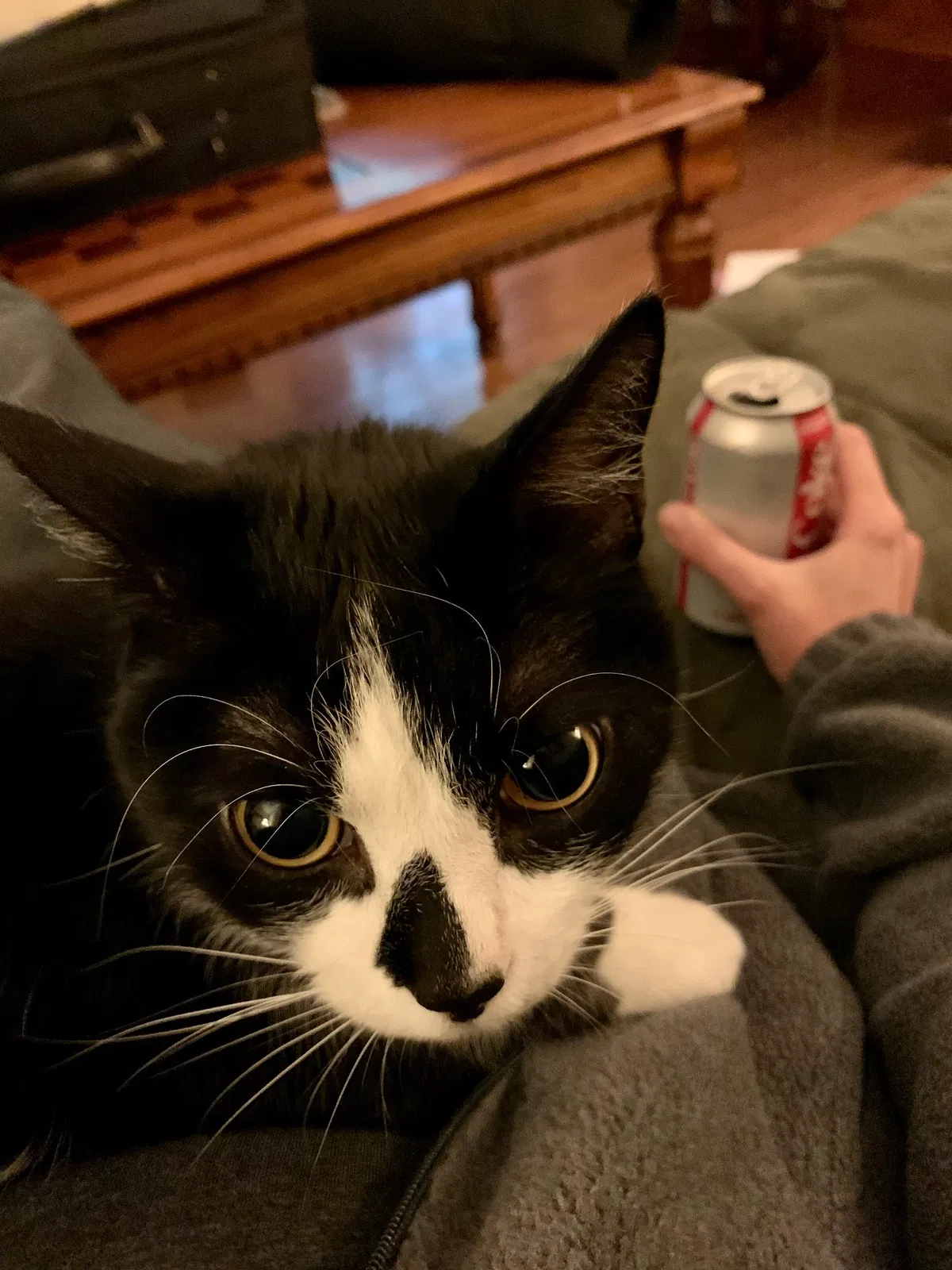 Lost cat in Greensboro, NC, 27406