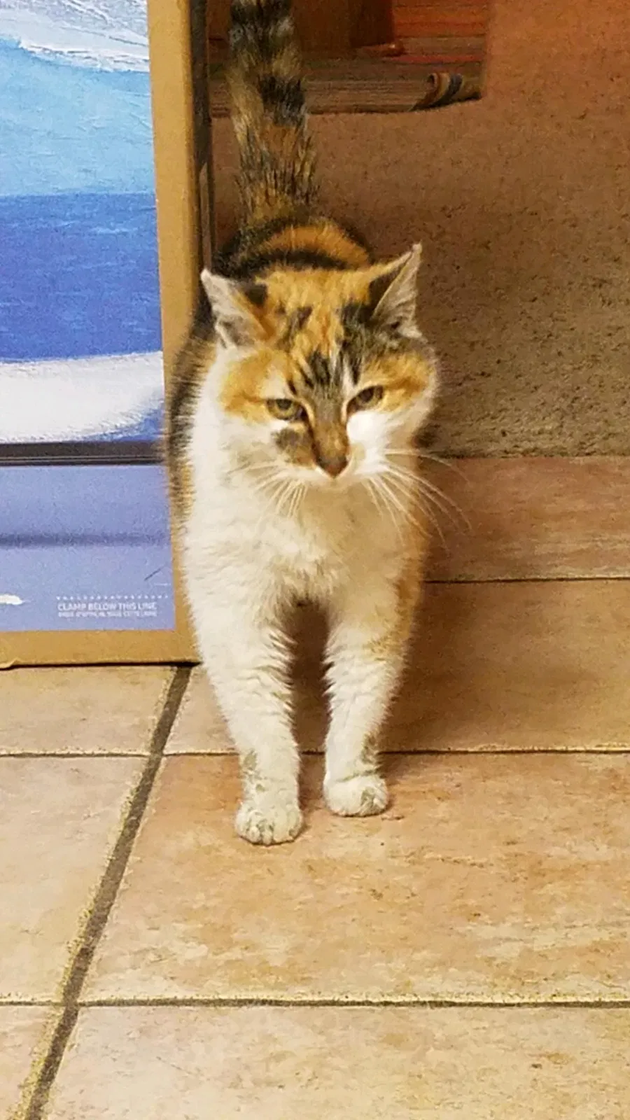 Lost cat in Elk Grove, CA, 95624