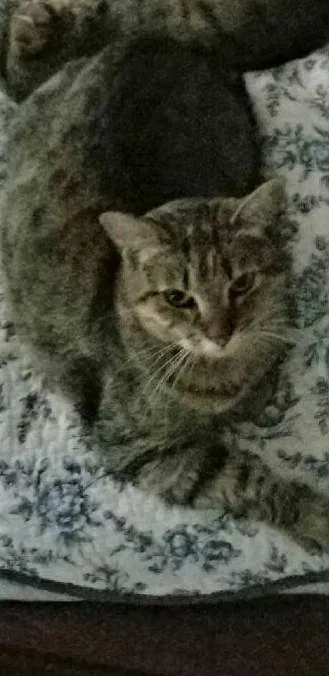 Lost cat in San Diego, CA, 92117