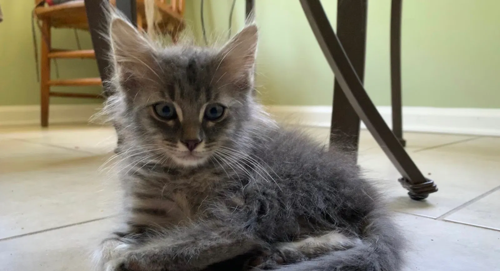 Lost cat in Nahunta, GA, 31553